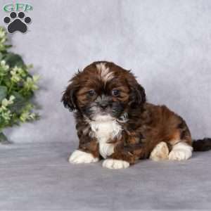 Cutie, Shih Tzu Puppy